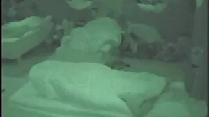 خوبصورت سنہرے بالوں والی ساتھی